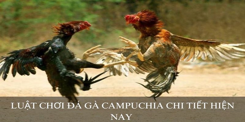 Luật chơi đá gà Campuchia đơn giản dễ dàng 